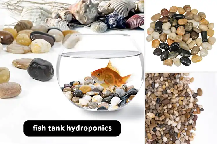 Detailed view of Best Pebbles For Indoor Plants